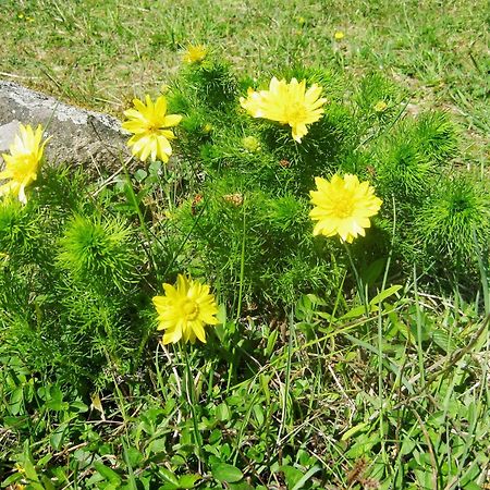 1C, Foersta Parkett, 50M Till Badstrand 比科瑟克鲁克 外观 照片