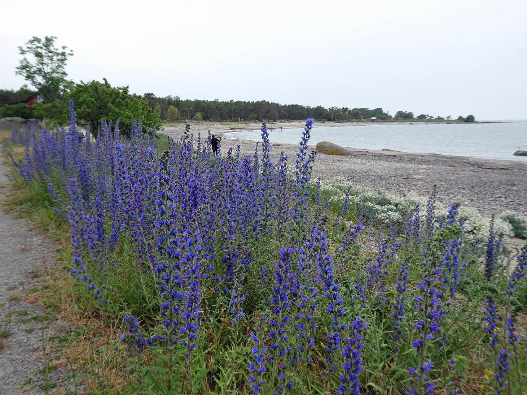 1C, Foersta Parkett, 50M Till Badstrand 比科瑟克鲁克 外观 照片